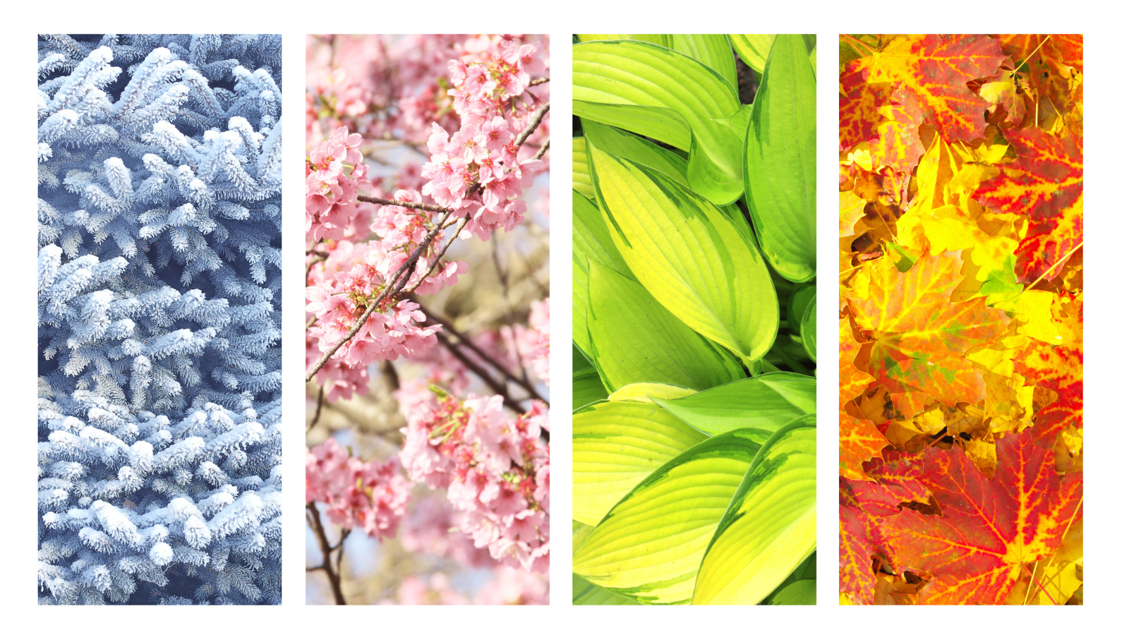Ayurvedic Wisdom for Every Season – Aligning Your Lifestyle with Nature