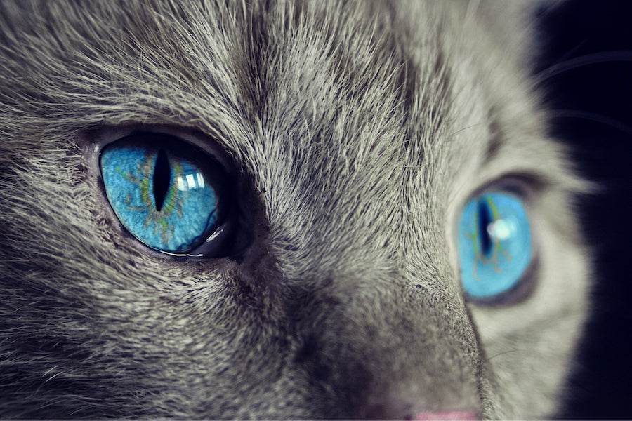 Owning a Cat Can Be Good For Your Health